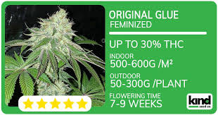 Exploring Marijuana Seeds Oklahoma A Comprehensive Guide Exploring Marijuana Seeds Oklahoma A Comprehensive Guide